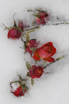 Winter Roses - Debbie Leavitt